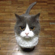 Samsam)